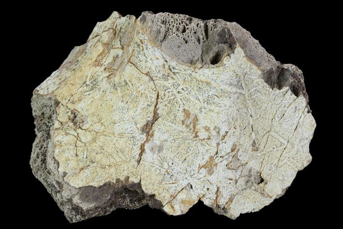 Fossil Triceratops Frill Section - North Dakota #117308